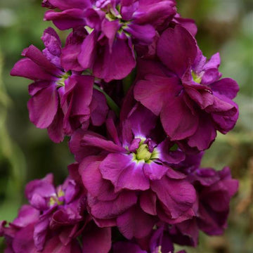 Matthiola Incana Deep Purple Flower seeds for Planting - Garden Favorite, Heirloom & GMO Free Seeds for Home Garden