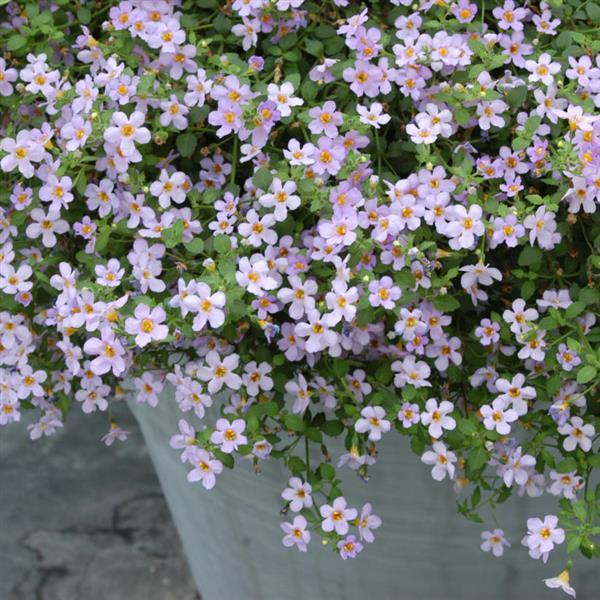 Purple Bacopa Blutopia Flower seeds for Planting - Garden Favorite, Heirloom & GMO Free Seeds for Home Garden