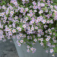 Purple Bacopa Blutopia Flower seeds for Planting - Garden Favorite, Heirloom & GMO Free Seeds for Home Garden