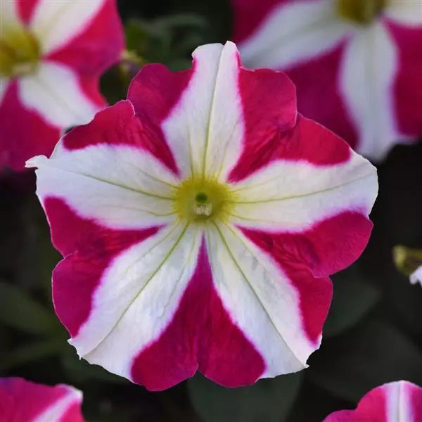 Petunia Carpet Rose Star Seeds for Spreading Rose-Star Petunias