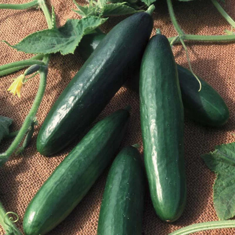 Diva Hybrid cucumber plants growing on a garden trellis
