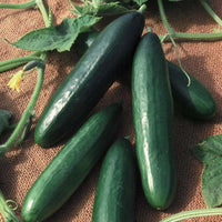 Diva Hybrid cucumber plants growing on a garden trellis