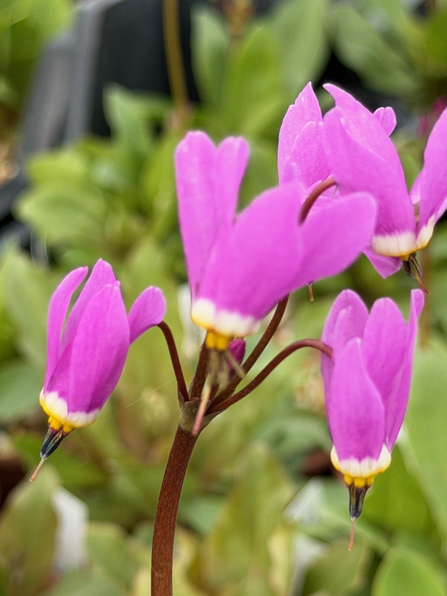 Pink White Dodecatheon Seeds - Perfect for Planting in Spring and Summer Gardens