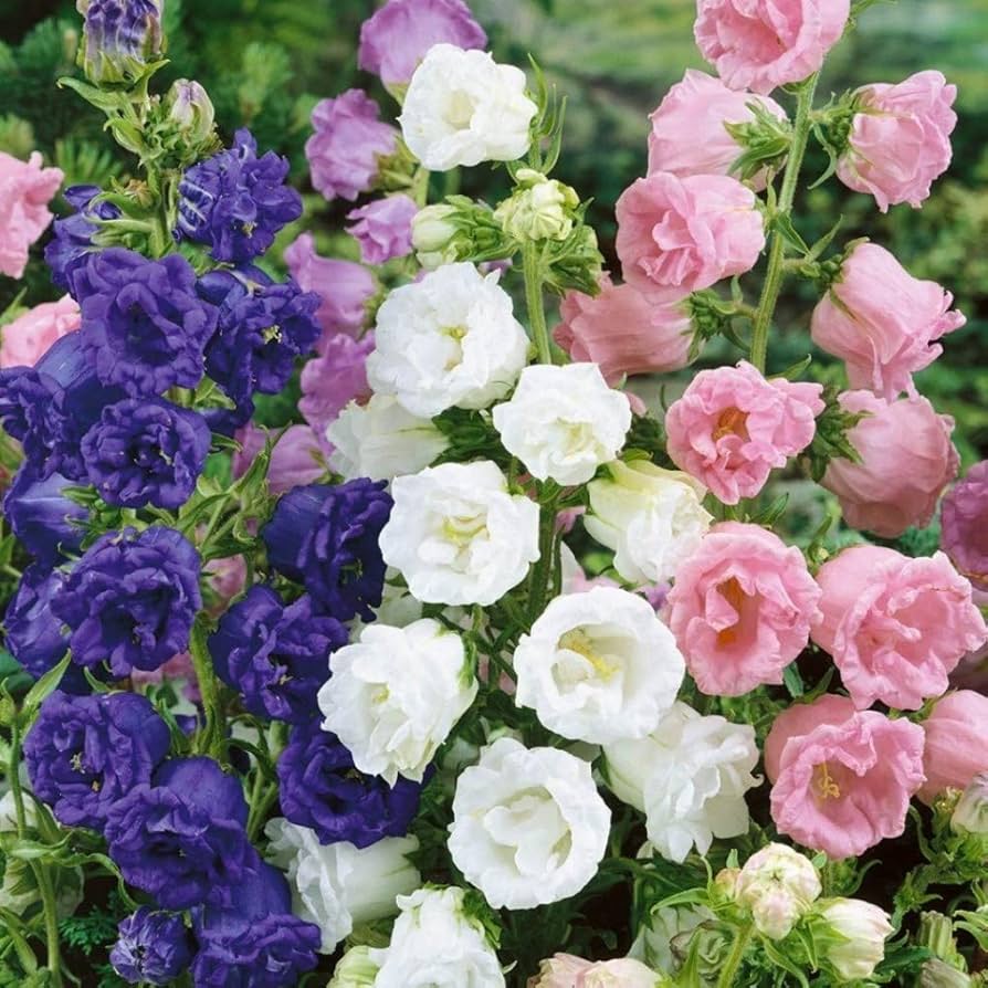 Double cup-shaped flowers growing in a landscaped flower bed.