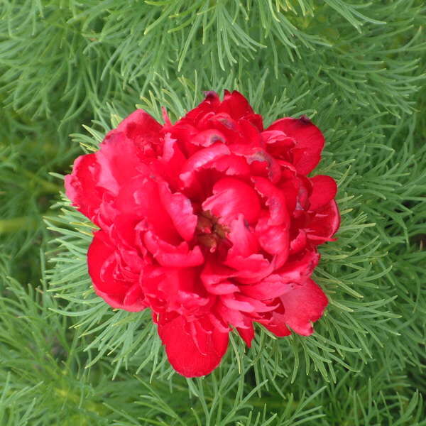 Double Fernleaf Peony seeds suitable for flower beds, borders, and containers.