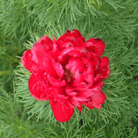 Double Fernleaf Peony seeds suitable for flower beds, borders, and containers.