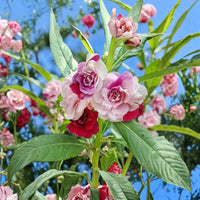 Double Impatiens flower seeds for planting in home gardens and containers.