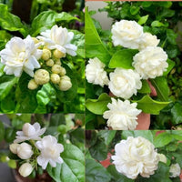 Mixed Double Jasmine seeds for ornamental garden and landscape planting.
