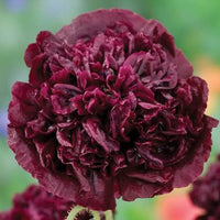 Double Peony Flowers Growing in Home Garden
