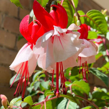 Double Petal Fuchsia Flower Seeds for Planting