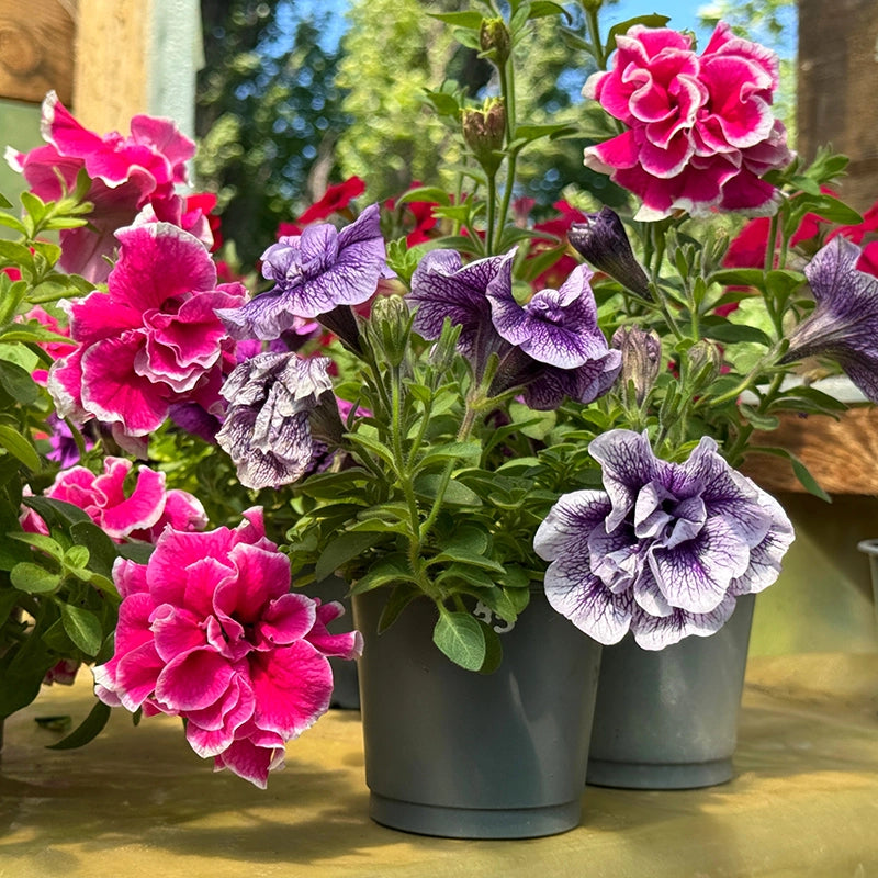 Petunia EZ Rider Frilly Ruffle Mix Seeds for Planting Frilly Petunia Blooms