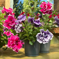 Petunia EZ Rider Frilly Ruffle Mix Seeds for Planting Frilly Petunia Blooms