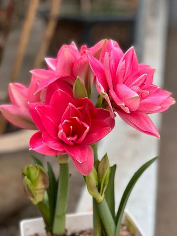 Double Pink Amaryllis Flower Seeds for Planting