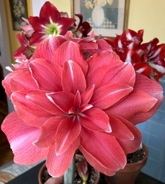 Double Pink Amaryllis Flowers Growing in Garden