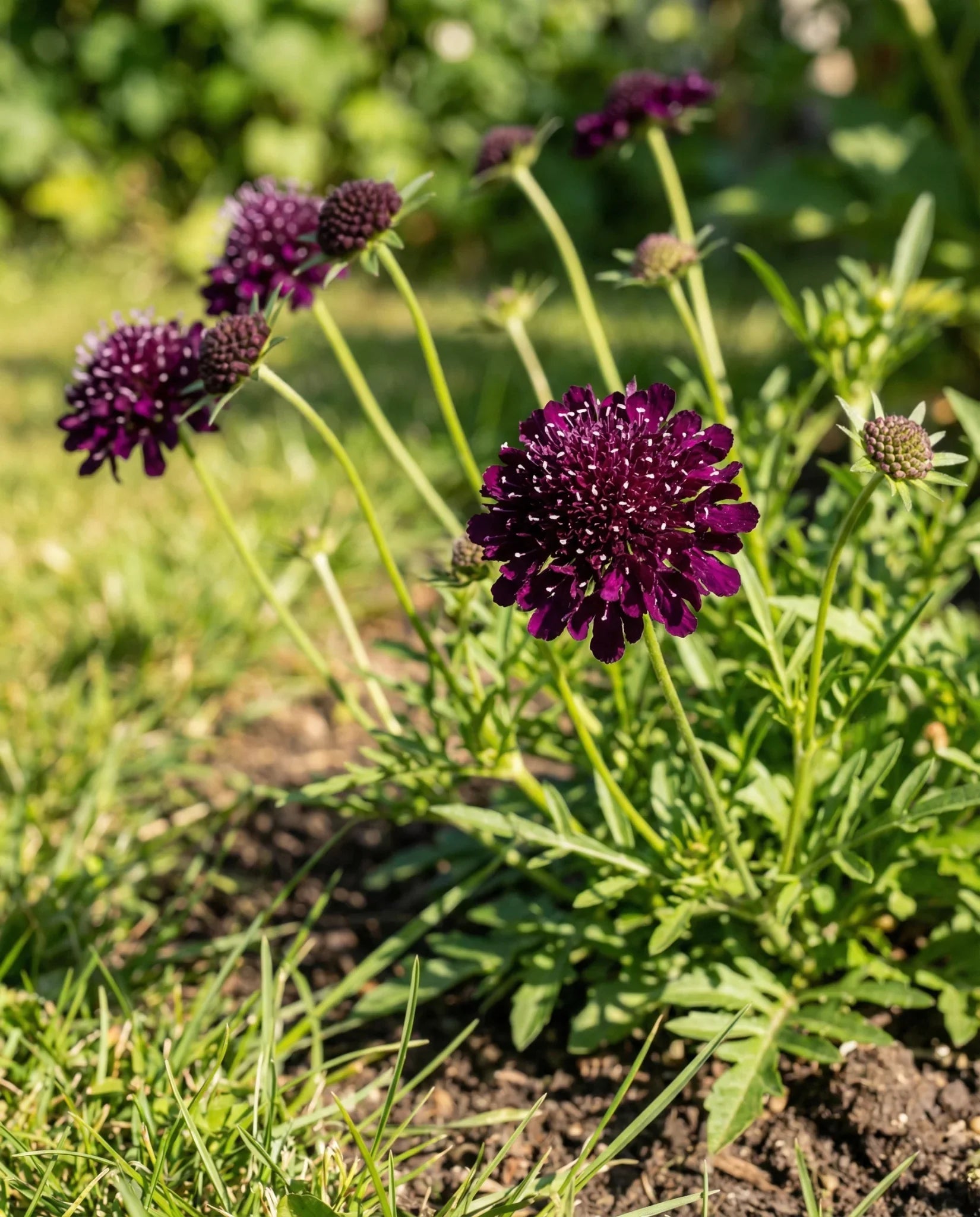 Double Purple Scabiosa Blooms in Outdoor Garden