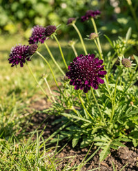 Double Purple Scabiosa Blooms in Outdoor Garden