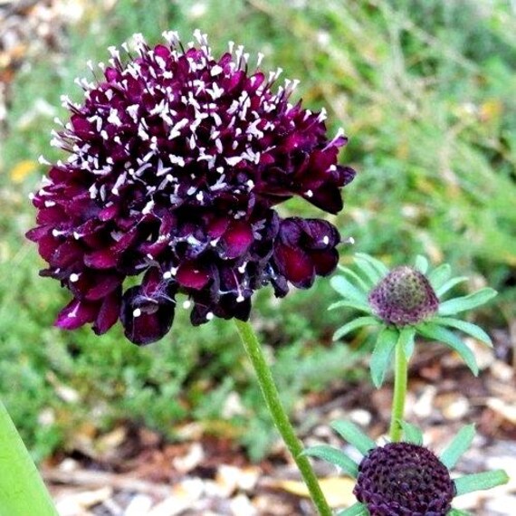 Double Purple Scabiosa Flower Seeds for Planting