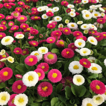 Margarita Roja Flower seeds for Planting - Compact Growth, Heirloom & GMO Free Seeds for Home Garden
 
 Sale for planting in home garden.