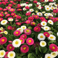 English Daisy Pompon Seed Mix with colorful pompon flowers growing in a garden