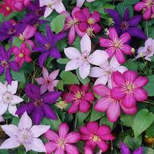 Mixed Clematis Flower Seeds Pollinator Friendly Heirloom NonGMO Organic Garden Seeds for Planting Seeds for Home Garden
 
 Sale