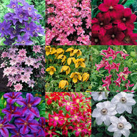 Mixed Clematis Flower Seeds Pollinator Friendly Heirloom NonGMO Organic Garden Seeds for Planting Seeds for Home Garden
 
 Sale for planting in home garden