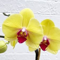 Yellow Red Phalaenopsis Orchid Flower Seeds Perfect for Borders Heirloom NonGMO Organic Garden Seeds for Planting
 
 Sale