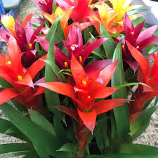 100 Pcs