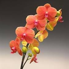 Dark Orange Phalaenopsis Orchid Seeds for Planting – Heirloom NonGMO Drought Tolerant Organic Garden Seeds with High Germination
 
 Sale