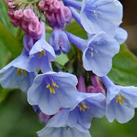 Blue Bell Orchid Flower Seeds for Planting – Heirloom NonGMO Fragrant Organic Garden Seeds with High Germination
 
 Sale for planting in home garden