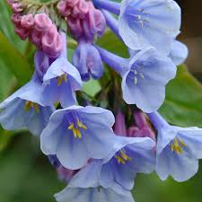 Blue Bell Orchid Flower Seeds for Planting – Heirloom NonGMO Fragrant Organic Garden Seeds with High Germination
 
 Sale for planting in home garden