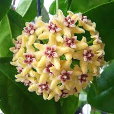 Pale Yellow Hoya Flower Seeds for Planting – Heirloom NonGMO Compact Organic Garden Seeds with High Germination
 
 Sale for planting in home garden