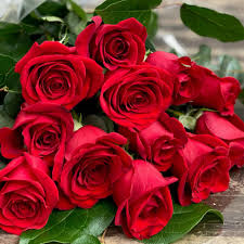 Red Rose Flower Seeds for Planting – Heirloom NonGMO High Germination Organic Garden Seeds for Home Gardens
 
 Sale for planting in home garden