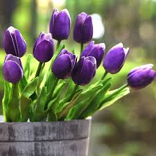 Purple Tulip Flower Seeds for Planting – Heirloom NonGMO High Germination Organic Garden Seeds Garden Favorite
 
 Sale for planting in home garden