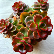 100 Pcs