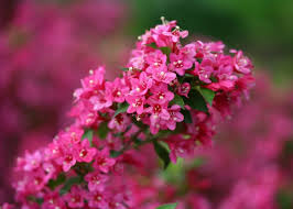Pink Weigela Flower Seeds for Planting – Heirloom NonGMO High Germination Organic Garden Seeds Bright Blooming Shrub
 
 Sale for planting in home garden