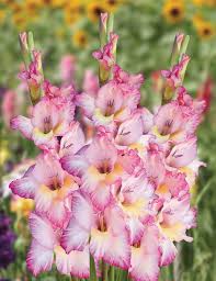 Dark Pink Gladiolus Flower Seeds for Planting – Heirloom NonGMO Organic Garden Seeds High Germination Cottage Garden Essential
 
 Sale