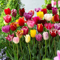 Mixed Tulip Flower Seeds for Planting Heirloom NonGMO Hardy Organic Garden Seeds for Spring Blooms
 
 Sale for planting in home garden