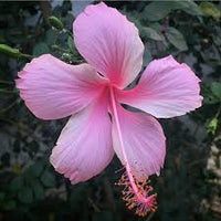 Light Pink Hibiscus Flower Seeds for Planting – Heirloom NonGMO Organic Garden Seeds High Germination
 
 Sale