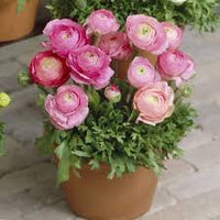 Light Pink Ranunculus Flower Seeds for Planting – Heirloom NonGMO Organic Garden Seeds High Germination
 
 Sale for planting in home garden