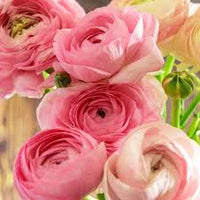 Light Pink Ranunculus Flower Seeds for Planting – Heirloom NonGMO Organic Garden Seeds High Germination
 
 Sale