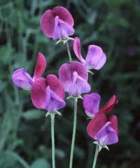 Violet Sweet Pea Flower Seeds for Planting – Heirloom NonGMO Organic Garden Seeds High Germination Sun Loving
 
 Sale
