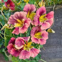 Purple Nasturtium Flower Seeds for Planting – Heirloom NonGMO Organic Garden Seeds High Germination Wildflower Mix
 
 Sale for planting in home garden