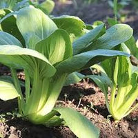 Green Shanghai Vegetable Seeds for Planting