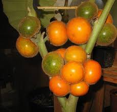 Orange Naranjilla Lulo Seeds for Planting  Grow Exotic Tropical Fruit at Home