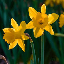 Deep Yellow Daffodil Flower Seeds for Planting – Heirloom NonGMO High Germination Organic Garden Seeds for Wildflower Mix
 
 Sale for planting in home garden