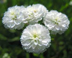 White Pellitory Flower seeds for Planting - Premium Quality, Heirloom & GMO Free Seeds for Home Garden
 
 Sale seeds for planting in home garden