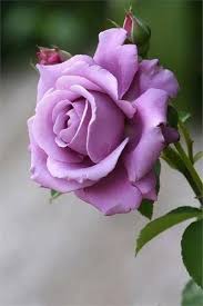 Lavender Rose Flower seeds for Planting - Garden Favorite, Heirloom & GMO Free Seeds for Home Garden
 
 Sale seeds for planting in home garden