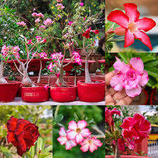 100 Pcs
