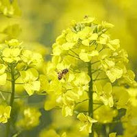Yellow Edible Rape Flower seeds for Planting - Bright Blooms, Heirloom & GMO Free Seeds for Home Garden
 
 Sale seeds for home garden
