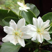 White Nevada Lewisia Flower seeds for Planting - Easy to Grow, Heirloom & GMO Free Seeds for Home Garden
 
 Sale for planting in home garden.